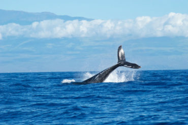 whale spotting ocean