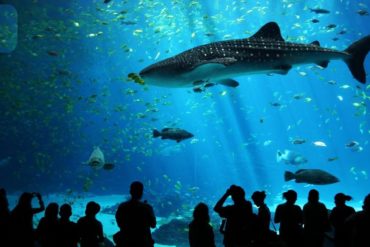 2nd Largest Aquarium in The World