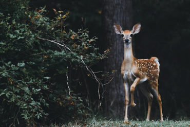 Effective Tips for Deer-Proofing