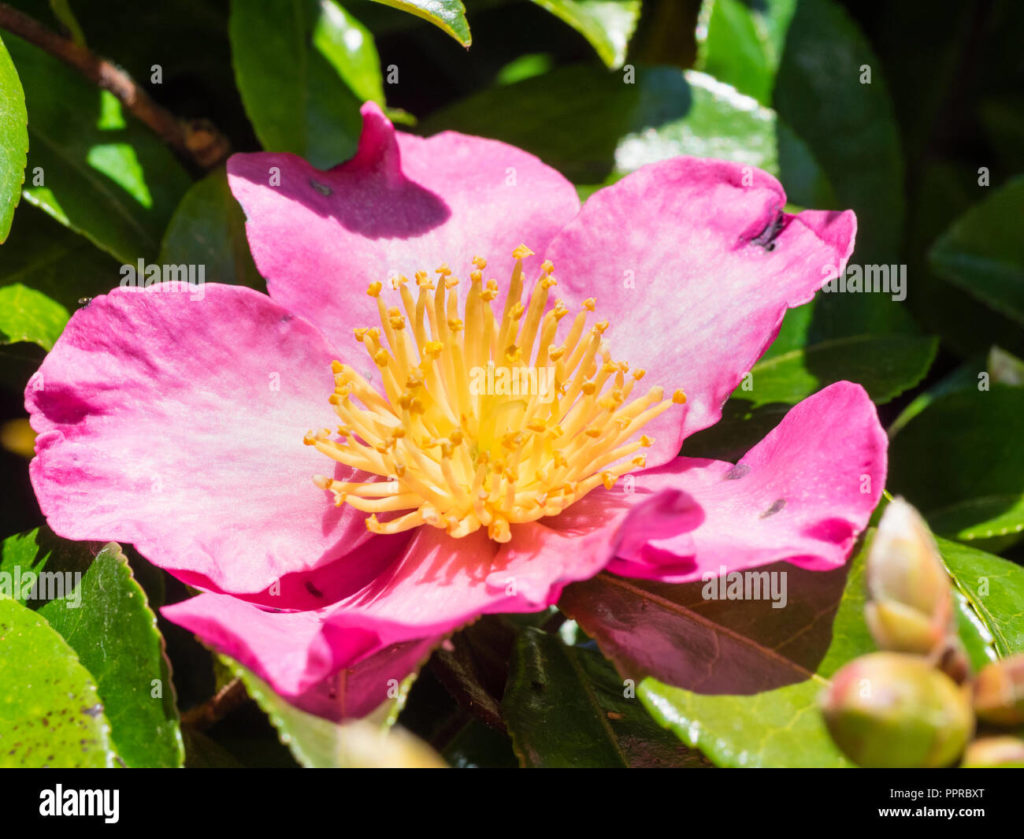 Things You Should Know Crimson King Shrub - Style Vanity