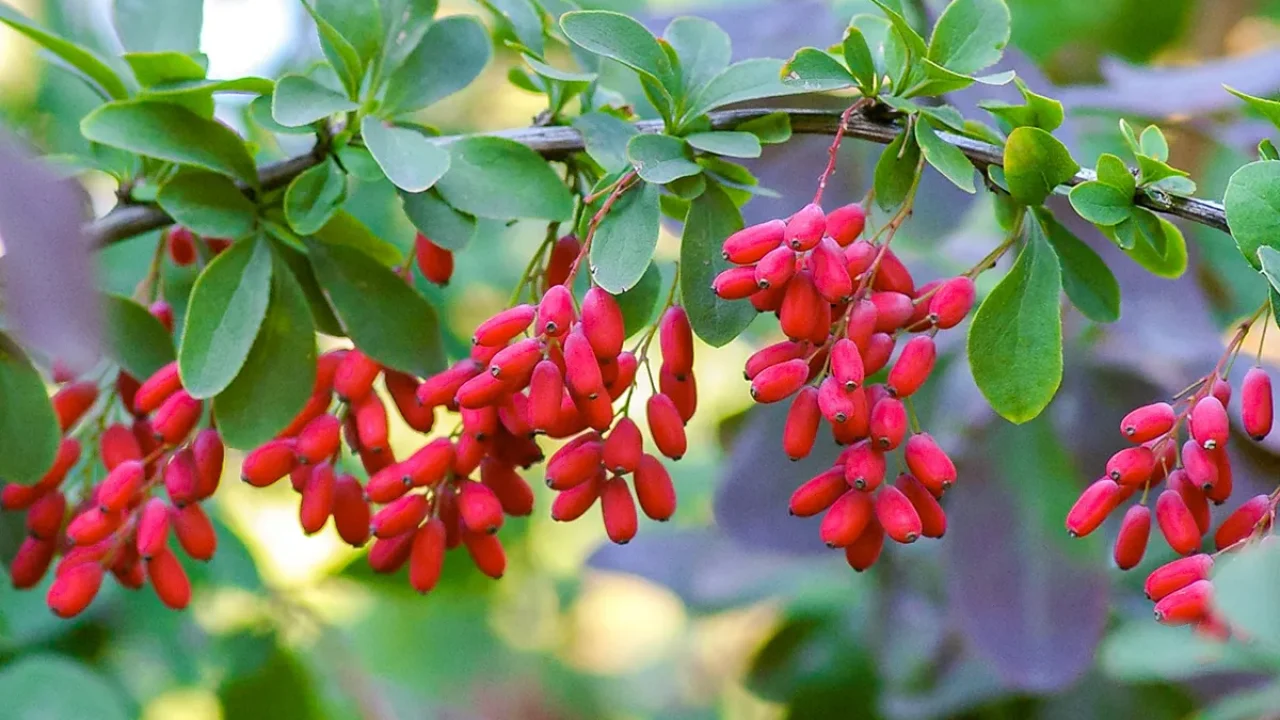 Does Berberine Interact With Any Medications? | Style Vanity | Asian