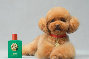 dolce & gabbana fefe dog perfume