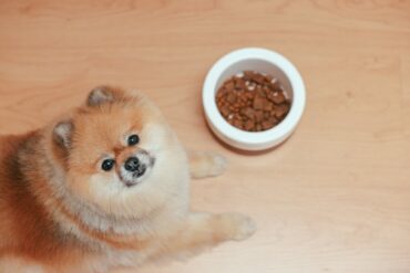 dog weight loss - pet bowls with stand