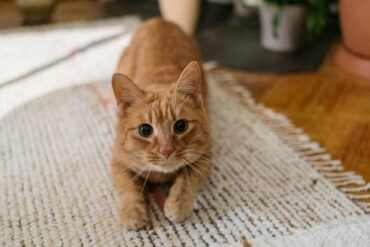pet friendly rugs