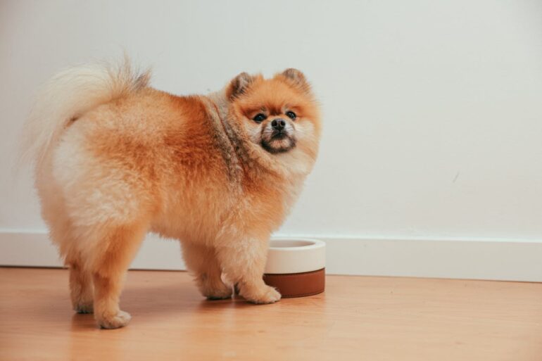 retail‑grade raw dog food