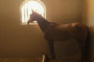 straw bedding for horses