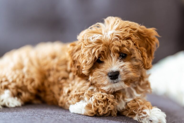cavapoo grooming tips