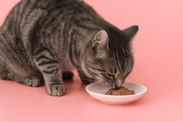 premium cat pate