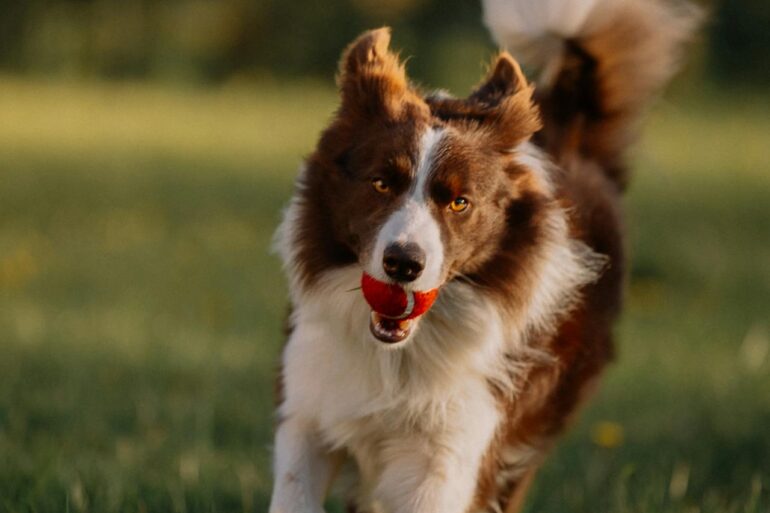 dog enrichment activities