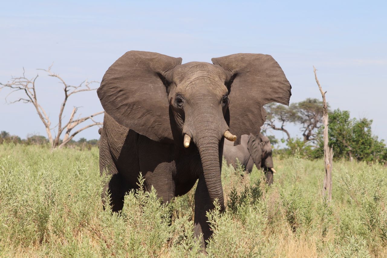 Where to See Elephants in Africa: 4 Best Spots for an Unforgettable Encounter | Style Vanity